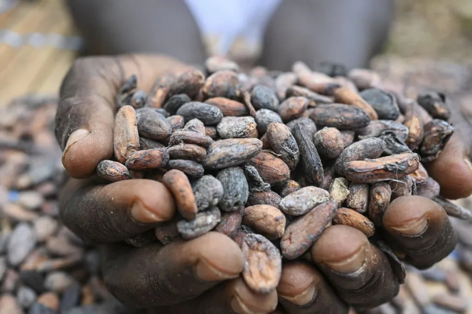 Cocoa is the best-performing commodity of 2024 — even beating bitcoin. What’s next?