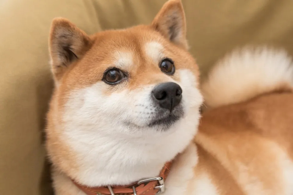 Is Shiba Inu a Millionaire-Maker Cryptocurrency?